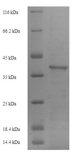 Mouse Icam4 protein
