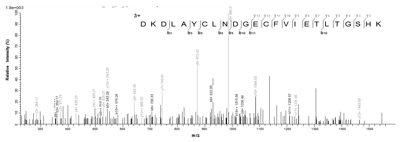 Human NRG3 protein