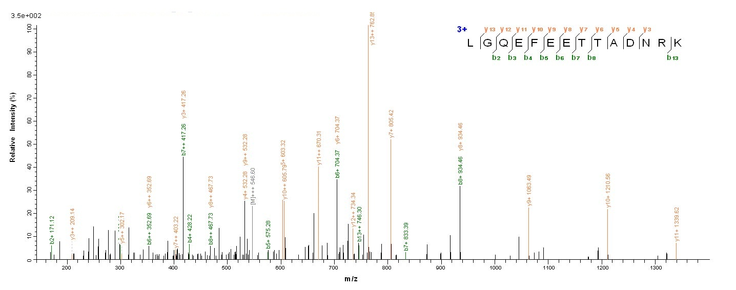Horse PMP2 protein