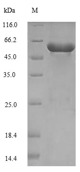 Fungi SES1 protein
