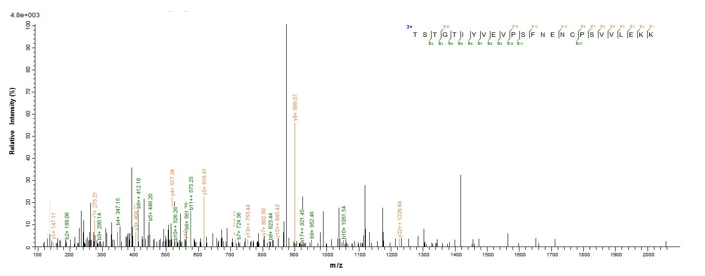 Mouse Dsg3 protein