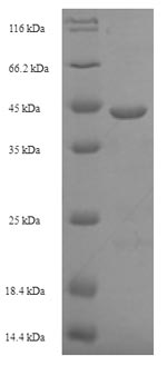 E. coli lepB protein