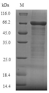 Human FCRL4 protein