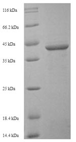 Human SIGLEC15 protein