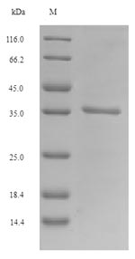 Mouse Plet1 protein