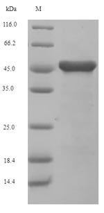 Mouse At3g57050 protein