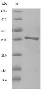 Horse Major allergen Equ c 1 protein