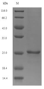Reptile Toxin MIT1 protein