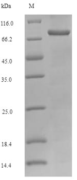 Mouse Keap1 protein