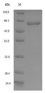 Human FBXW4 protein