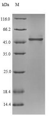 Drosophila ND75 protein