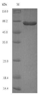 Bacterial PG_1424 protein