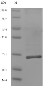 Human COL12A1 protein