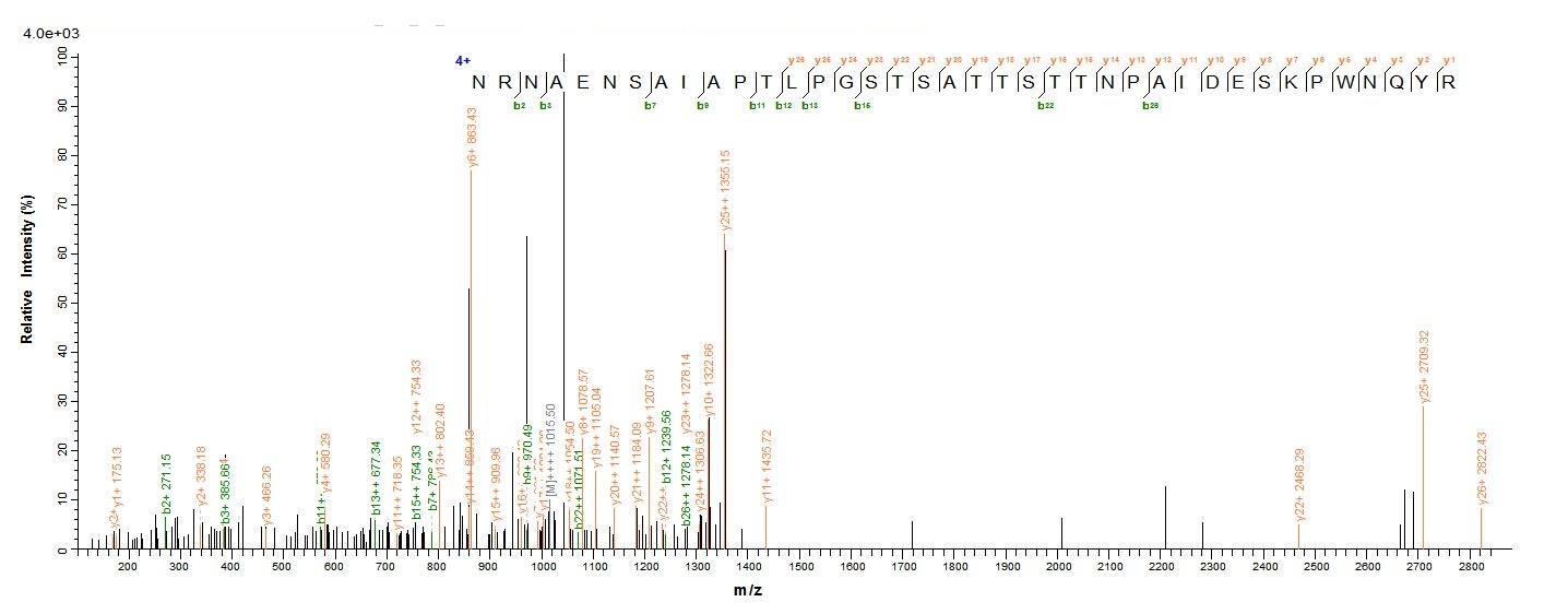 Rat CD13 protein