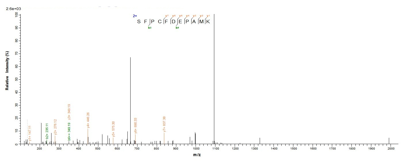 Rat CD13 protein