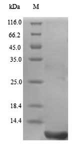 Reptile Disintegrin halysin protein