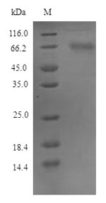 Mouse Fam83d protein