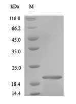 Insect Salivary antigen 1 protein