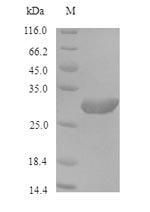 Rat POL30 protein