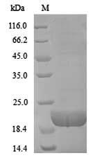 Cow CD8A protein