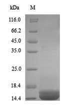 Human APOB protein