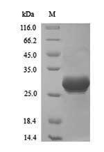 Viral C3L protein