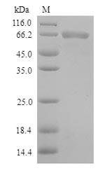 Human TLR1 protein