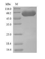 Fungi SES1 protein