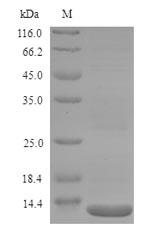 Bacterial lptD protein