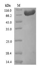 Human Prothrombin protein