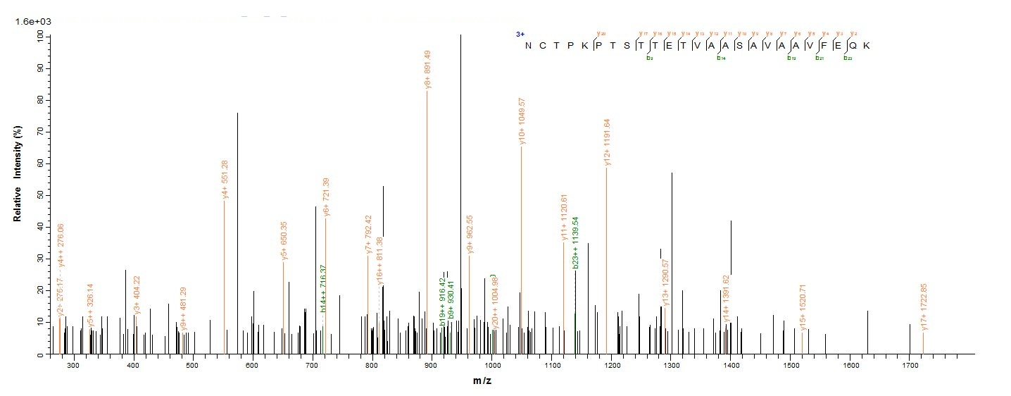 Fungi CDC19 protein