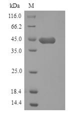 Mouse Hapln1 protein
