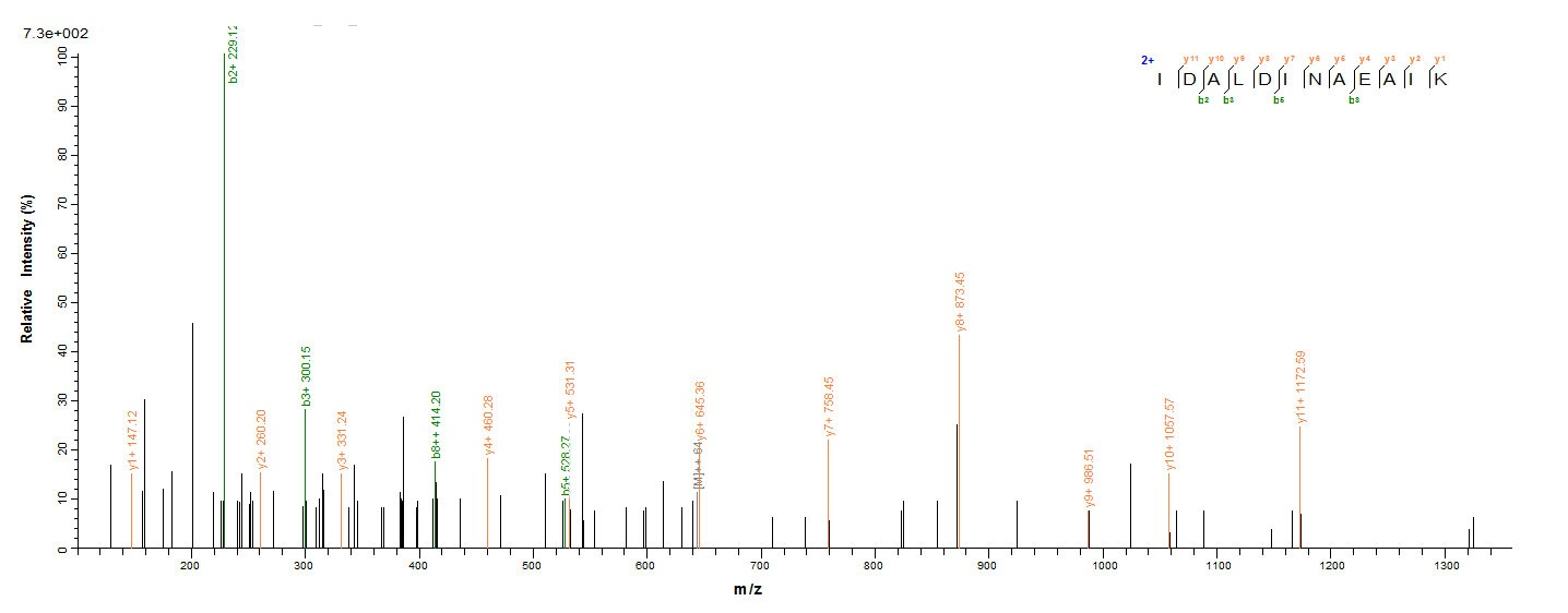 Bacterial GV51_0914 protein