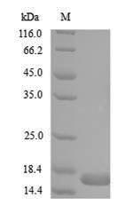 Bacterial Levanase protein