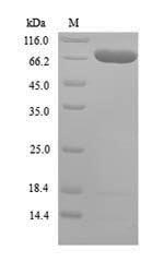 Mouse Arid5a protein
