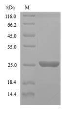 Fungi YPT1 protein