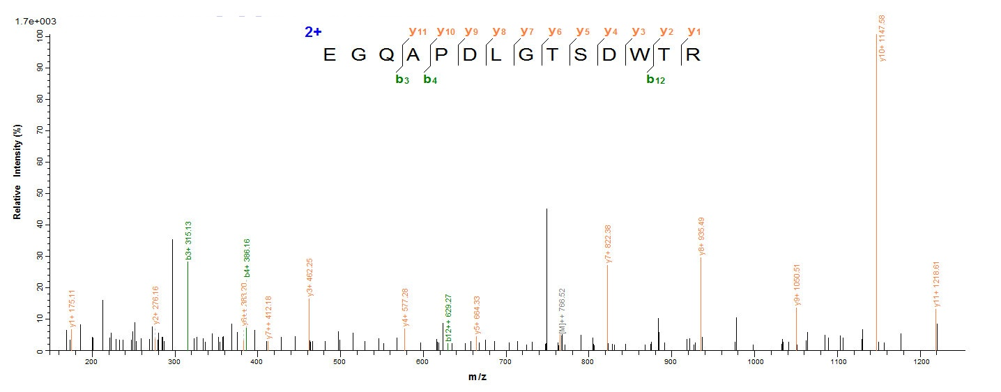Mouse Mapt protein