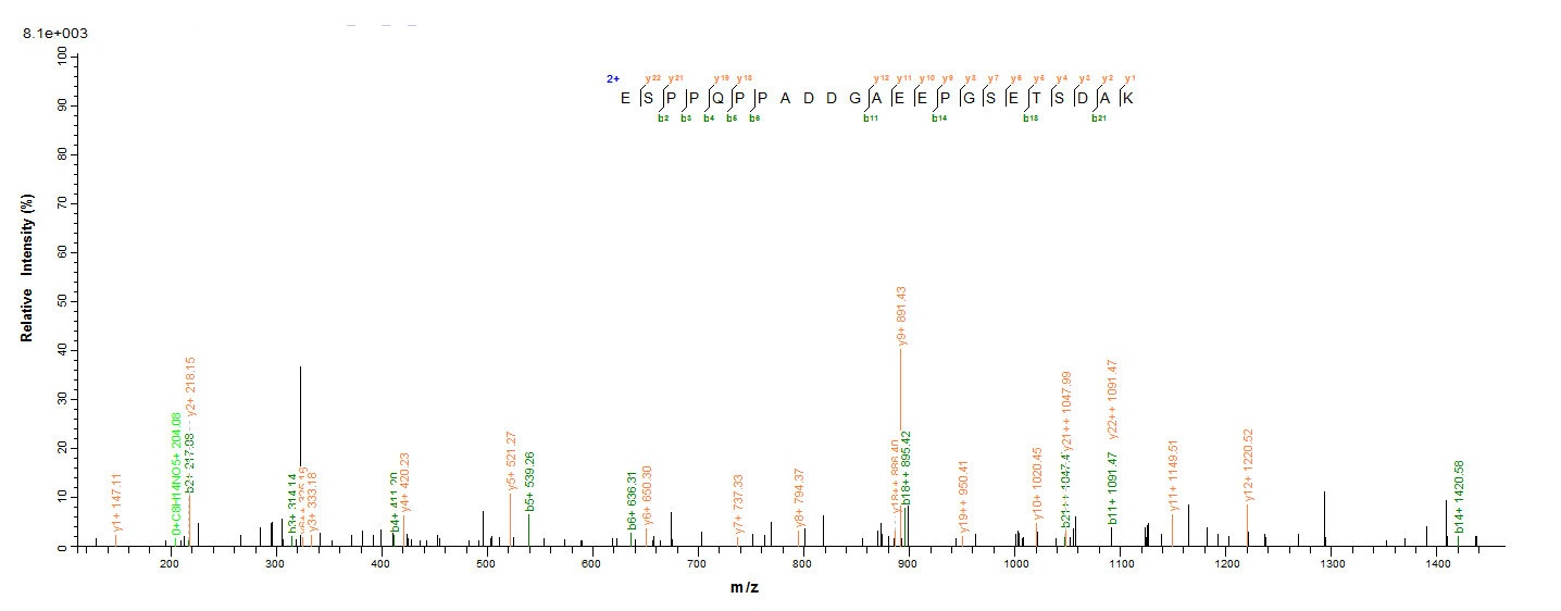 Mouse Mapt protein