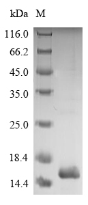 Insect DERP2 protein