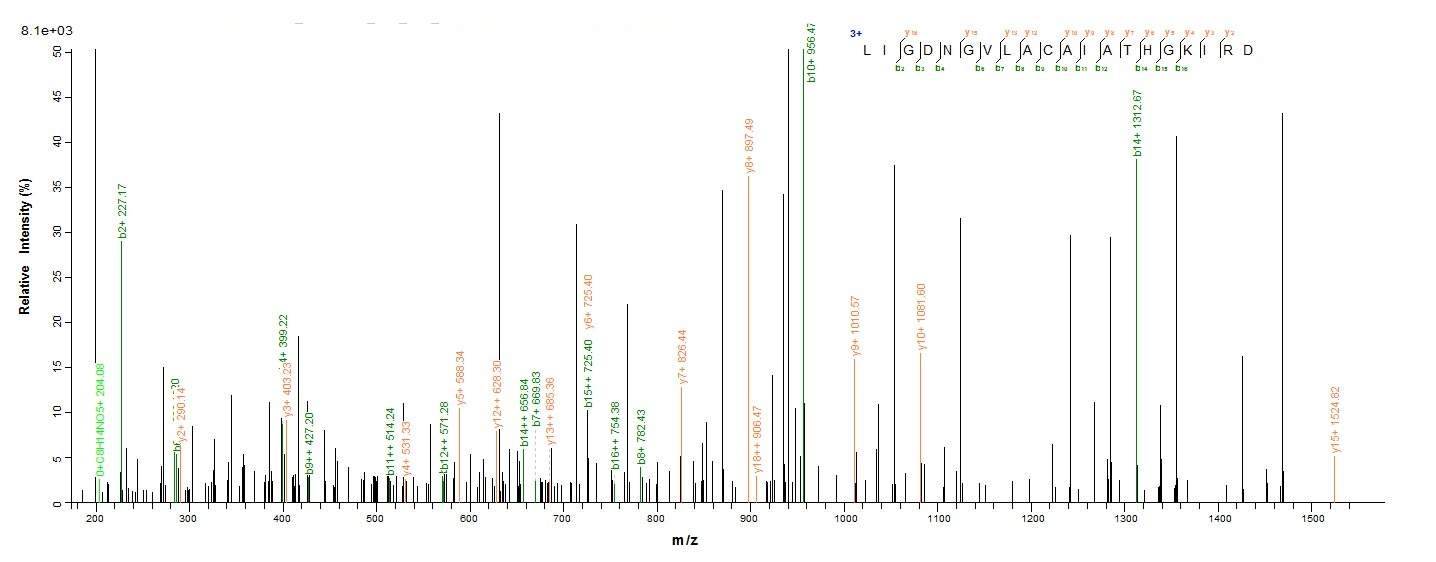 Insect DERF2 protein