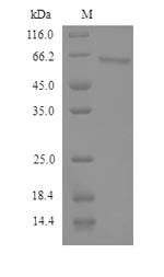 Human SEMG2 protein