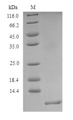 Rat CU protein