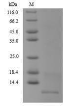 Bacterial MT2731 protein