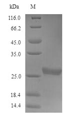 Human CHRNG protein