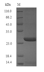 Viral HA protein