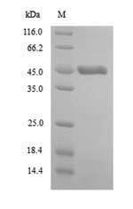 Mouse DRB5 protein
