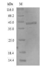 Human FCRL4 protein
