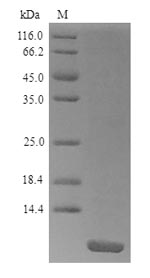 Rat Pandinin-2 protein