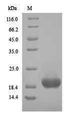 Bacterial HA-17 protein