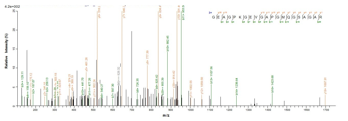 Human SFTPD protein